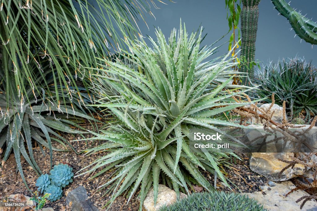 Hechtia plants some Hechtia plants in arid ambiance Arid Climate Stock Photo