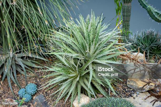 Hechtia Plants Stock Photo - Download Image Now - Arid Climate, Botany, Branch - Plant Part