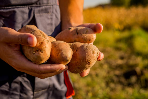 3,100+ Potato Farmer Hands Stock Photos, Pictures & Royalty-Free Images ...