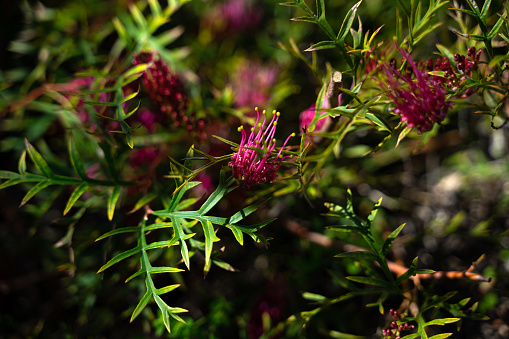 Grevillea 'Bronze Rambler' Native Plant of Australia
