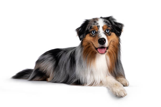 istock Handsome Australian Shepherd dog on white background 1266735526