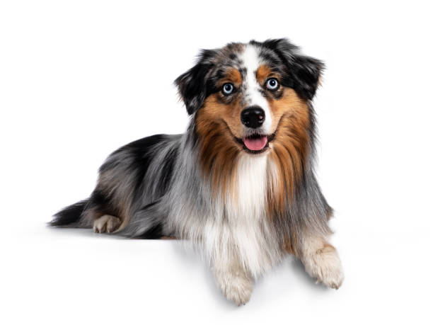 istock Handsome Australian Shepherd dog on white background 1266735578