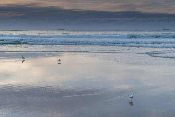 istock Sunrise Seascape with Clouds and Seagulls on the Beach 1266735659