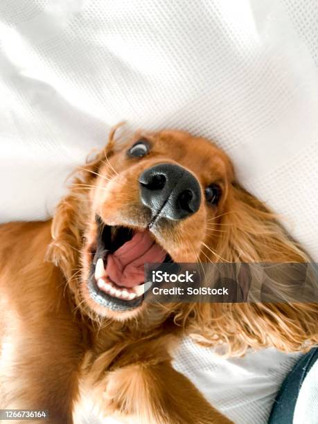 Playful Pup On The Bed Stock Photo - Download Image Now - Humor, Happiness, Puppy