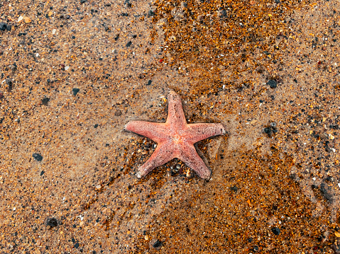 A stock photo of a Star Fish (Sea Star) on a sandy beach.