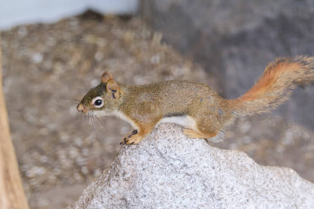 ein nagetier murmeltiere chipmunks eichhörnchen auf einem baumstamm auf jagdstimmung gesichtet. tierverhaltensthemen. fokus auf auges - nature animal themes wildlife outdoors stock-fotos und bilder