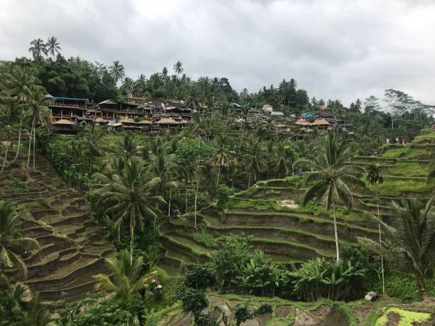 istock rice field in ubud bali 1266737586