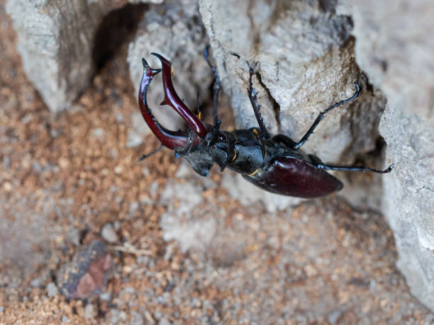 istock Stag beetle, Lucanus cervus, wildlife big insect 1266738581