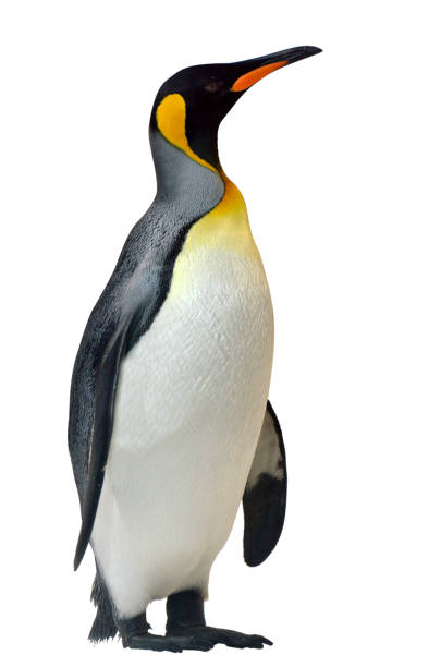 흰색 배경에 고립 된 킹 펭귄 - antarctica penguin bird animal 뉴스 사진 이미지