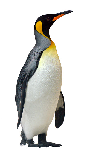 King Penguin (Aptenodytes patagonicus) isolated on white background.