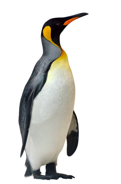 King Penguin isolated on white background King Penguin (Aptenodytes patagonicus) isolated on white background. penguin stock pictures, royalty-free photos & images