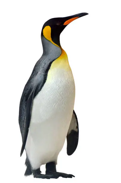 Photo of King Penguin isolated on white background