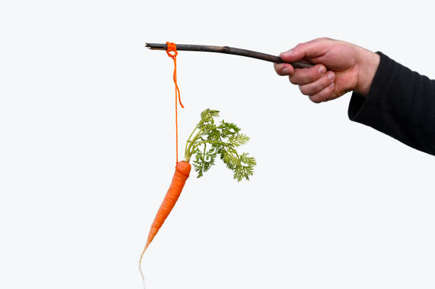 mano de empresario sosteniendo zanahoria en un palo aislado sobre fondo blanco - incentivo fotografías e imágenes de stock