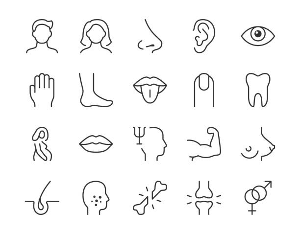 Human body parts line icon. Minimal vector illustration with simple thin outline icons as arm, mouth, hand, human, leg, acne, nose, pregnant, eye, and other anatomy. Editable Stroke Human body parts line icon. Minimal vector illustration with simple thin outline icons as arm, mouth, hand, human, leg, acne, nose, pregnant, eye, and other anatomy. Editable Stroke. dv stock illustrations