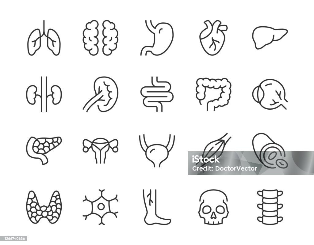 Ikon garis organ internal manusia. Ilustrasi vektor minimal dengan ikon garis besar tipis sederhana sebagai paru-paru, jantung, perut, tulang, otak, ginjal, tengkorak dan bagian anatomi lainnya. Stroke yang Dapat Diedit - Bebas Royalti Ikon - Simbol ortografis vektor stok Ikon garis organ internal manusia. Ilustrasi vektor minimal dengan ikon garis besar tipis sederhana sebagai paru-paru, jantung, perut, tulang, otak, ginjal, tengkorak dan bagian anatomi lainnya. Stroke yang Dapat Diedit - Bebas Royalti Ikon - Simbol ortografis vektor stok