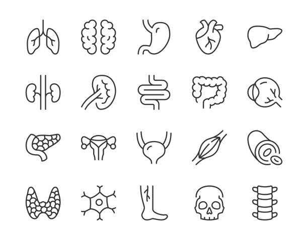 Human internal organ line icon. Minimal vector illustration with simple thin outline icons as lung, heart, stomach, bone, brain, kidney, skull and other anatomy parts. Editable Stroke Human internal organ line icon. Minimal vector illustration with simple thin outline icons as lung, heart, stomach, bone, brain, kidney, skull and other anatomy parts. Editable Stroke. intestine illustrations stock illustrations