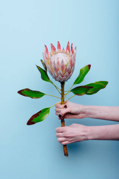 istock Protea in the hands of a woman 1266740663