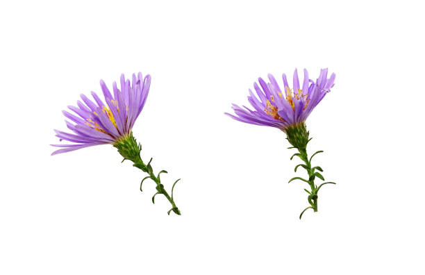 Set of purple aster flowers isolated on white