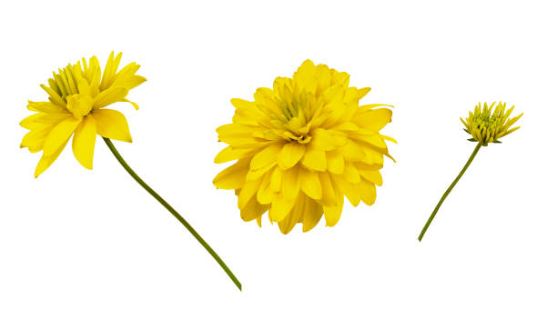 Set of yellow dissected rudbeckia flowers Set of yellow dissected rudbeckia flowers isolated on white dissected flower stock pictures, royalty-free photos & images