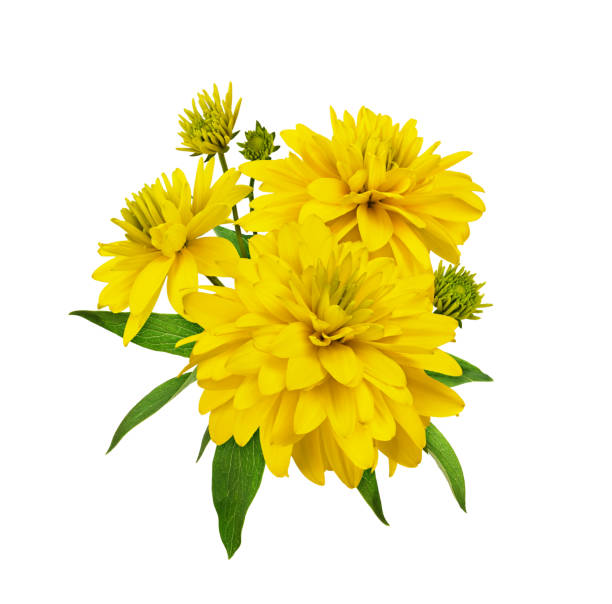 Yellow dissected rudbeckia flowers in a floral arrangement Yellow dissected rudbeckia flowers in a floral arrangement isolated on white dissected flower stock pictures, royalty-free photos & images
