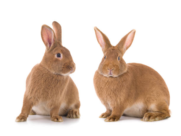 istock two brown bunny is isolated on a white 1266742043
