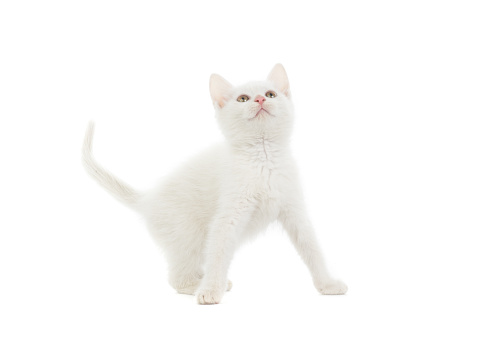 Running white kitten isolated on a white background.