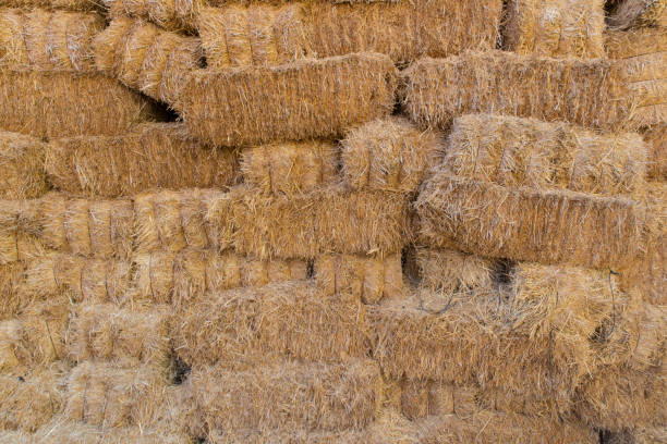 istock hay bales detail 1266742064