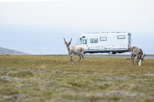 reindeer north cape