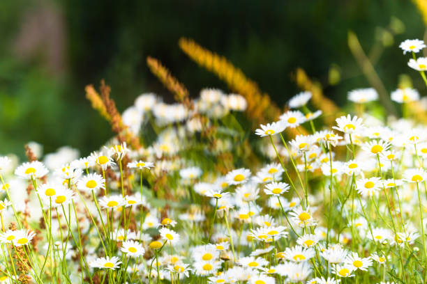 Daisies are blooming everywhere