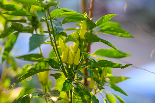 Spicy and hot flaming red chilli growing in an organic vegetable garden.