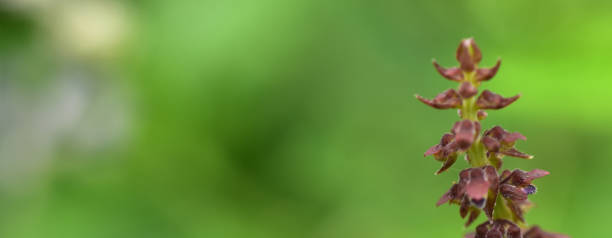 istock Abstract green leaf background, soft focus, sunny day, fresh spring field, natural textured wallpaper 1266743410