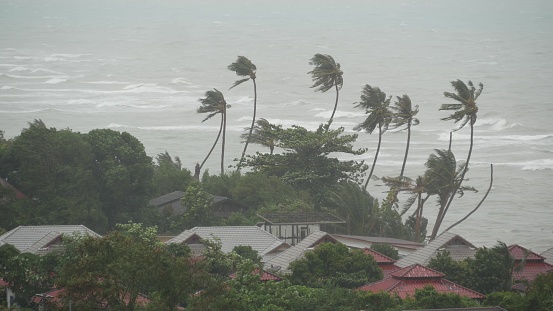 Pabuk tifón, costa del océano, Tailandia. Desastre natural, huracán en los ojos. El fuerte viento ciclón extremo balancea las palmeras. Temporada de lluvias tropicales, fuerte clima de tormenta tropical, tormenta eléctrica photo