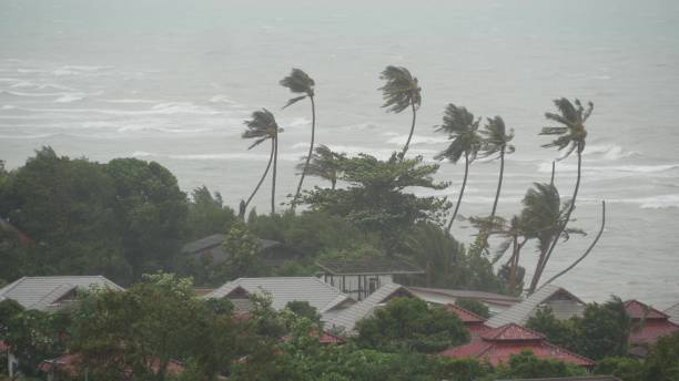 pubuk typhoon, bord de mer, thaïlande. catastrophe naturelle, ouragan de mur d’oeil. un fort vent de cyclone extrême balance les palmiers. saison des pluies d’inondations tropicales, forte tempête tropicale, orage - beach nature outdoors overcast photos et images de collection