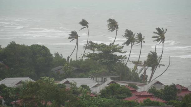 de tyfoon van pabuk, oceaanzeekust, thailand. natuurramp, oogmurenorkaan. sterke extreme cycloonwind zwaait palmbomen. tropische overstromingen regenseizoen, zwaar tropisch stormweer, onweer - tyfoon stockfoto's en -beelden