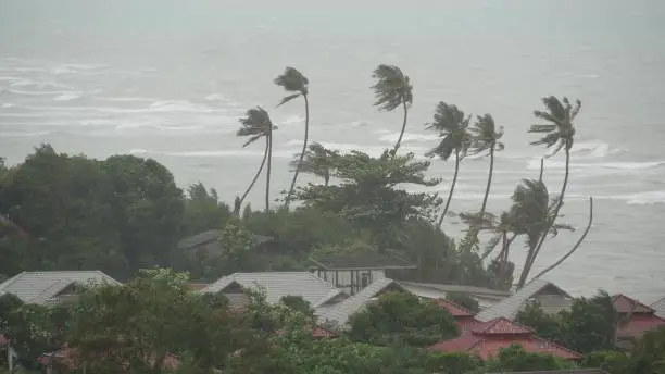 Pabuk typhoon, ocean sea shore in Thailand. Natural disaster, eyewall hurricane. Strong extreme cyclone wind sways palm trees. Tropical flooding rain season, heavy tropical storm weather, thunderstorm