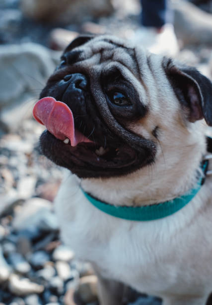 istock Portrait of a charming pug close-up. 1266744903