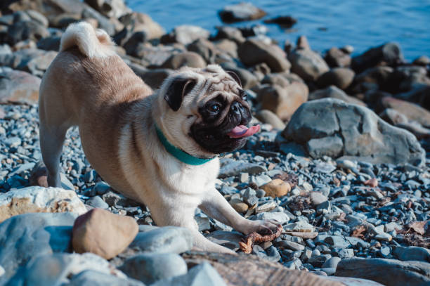istock Fawn pug with a black mask resting in nature, pose bow. 1266744946