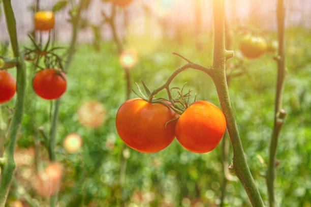 istock ripe organic tomatoes in a sunny summer day 1266745364