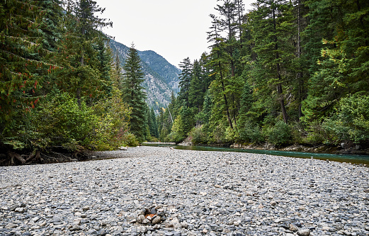 Pebble riverbed in the foreground. Autumn forest landscape. Focus in the background. BC, Canada