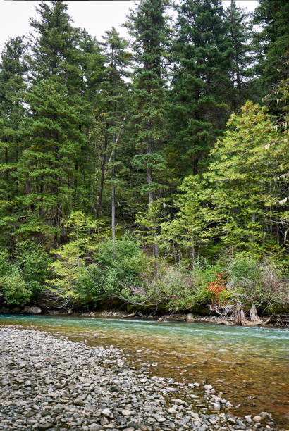 istock Clear mountain river with turquoise glacial water in a coniferous forest 1266745692