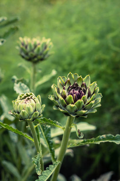 istock Beautiful Purple Globe Artichokes Growing in a Garden 1266746468