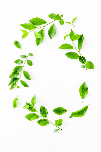 istock Frame of green leaves. Nature background layout. Top view 1266746653