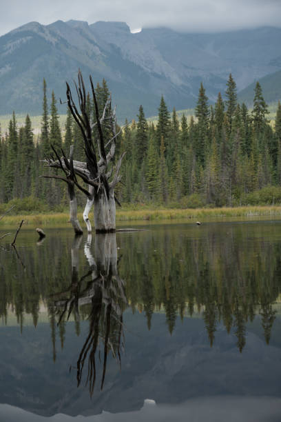 istock landscape and nature beautiful photos 1266746954