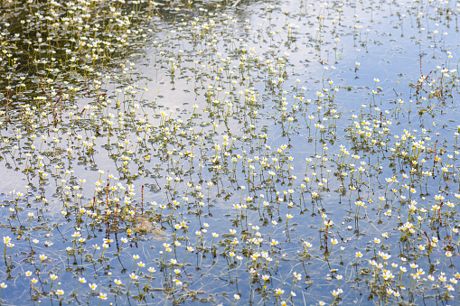 Common white water-crowfoot small flowers growing in lake. Ranunculus aquatilis aquatic plants, selective focus