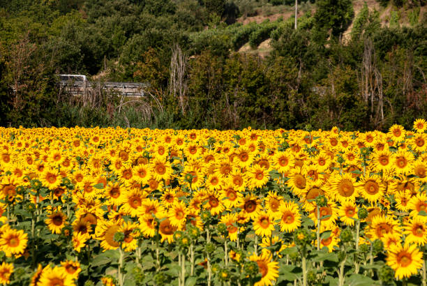 Campo di girasole nella campagna toscana - foto stock