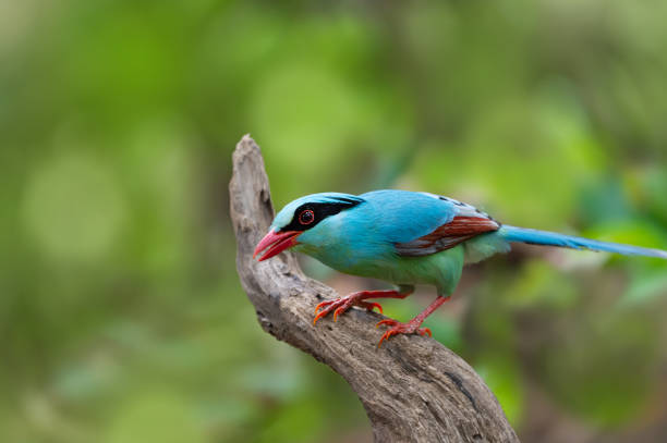 istock Beautiful Common green Magpie singing 1266747918