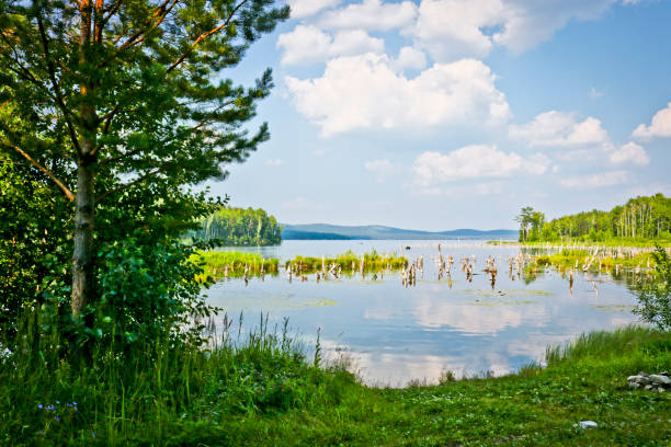 Summer landscape - swampy bay with flooded trees on the lake. Turgoyak, South Ural, Russia. Summer landscape - swampy bay with flooded trees on the lake. Turgoyak, South Ural, Russia. south ural stock pictures, royalty-free photos & images
