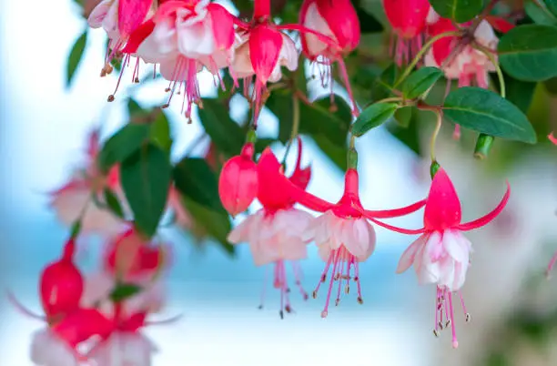 Photo of Fuchsia flowers bloom in the sunshine