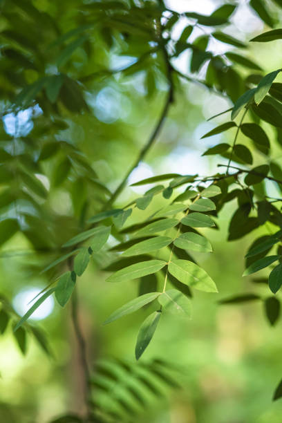 istock Green leaves with sunlight and shadow, summer spring ash foliage bokeh background 1266749680