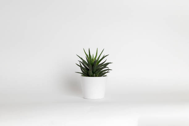 istock Succulent plant on White Pot Isolated on White Background. 1266751404